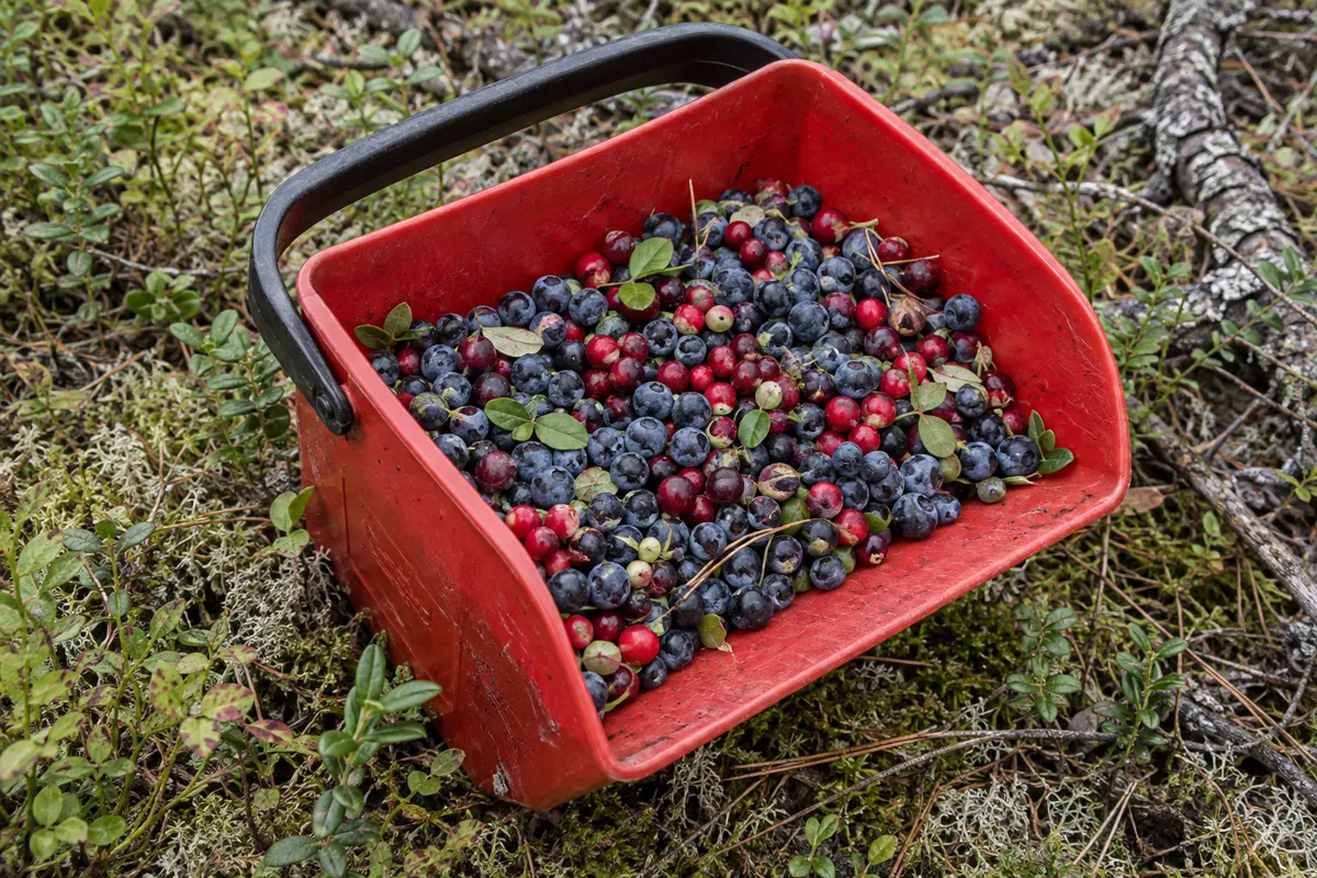 Punainen marjaämpäri metsänpohjalla.